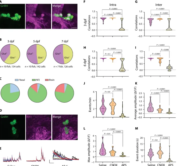 Fig. 4. Developing GnRH3 neurons communicate through glutamatergic transmission. (A) Crossing Tg(GnRH3:GFP) and Tg(vGlut2a:DsRed) fish reveals coexpression  of vGlut2a in NFJ GnRH3 cells (7 dpf)