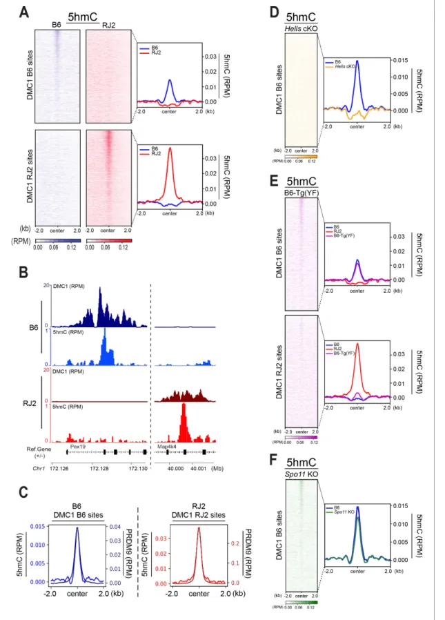 Figure 4. 5hmC is enriched at PRDM9-dependent sites and correlates with PRDM9 occupancy