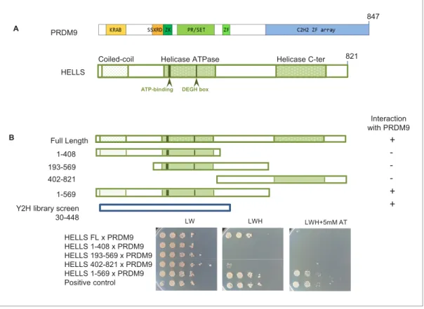 Figure 1. HELLS interacts with PRDM9. (A) Domains of PRDM9 and HELLS PRDM9 includes a Kru¨ppel-associated box domain (KRAB), a synovial sarcoma-X break point-repression domain (SSXRD), a Su(var)3–9, Polycomb-group protein enhancer of zeste and trithorax-gr