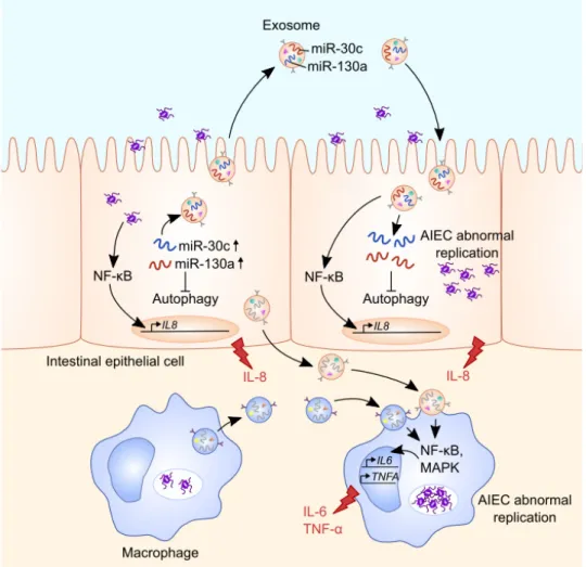 Figure 1. Role of exosomes in intercellular communication during infection with Crohn disease  (CD)-associated adherent-invasive E