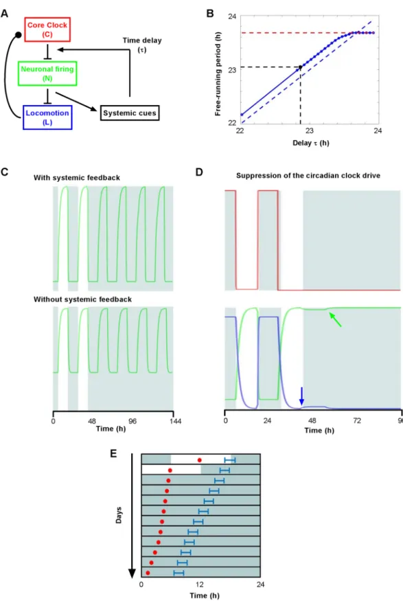 Fig 6. Modeling the regulation of SCN outputs by systemic feedback. A. Diagram depicting functional interactions entered into the mathematical model