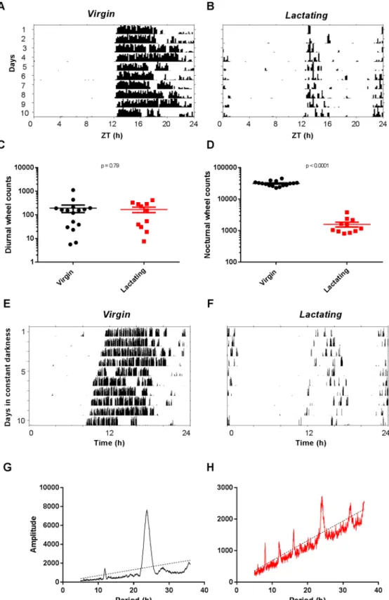 Fig 2. Voluntary running-wheel behavior in virgin and lactating mice. A-D. Reduced activity during lactation, under light-dark conditions