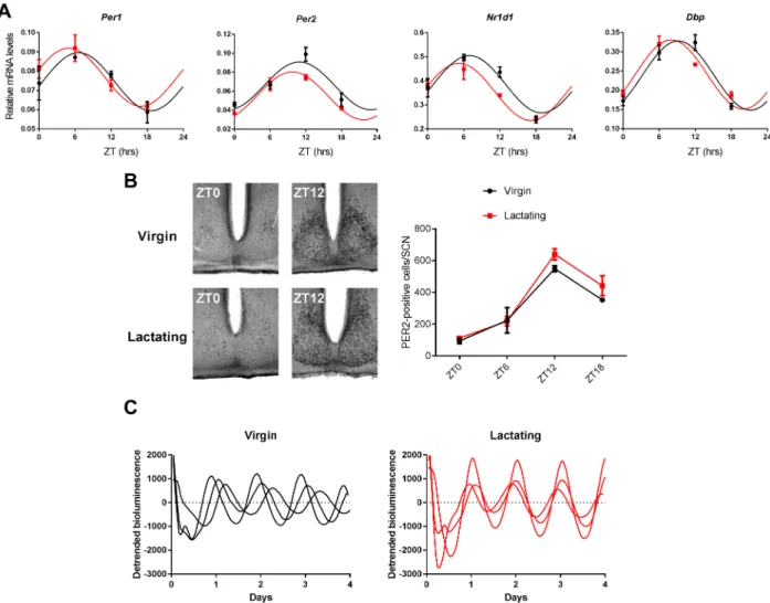 Fig 3. The circadian clockwork is preserved in the SCN of lactating mice. A. Expression profiles of circadian clock and clock-related genes in the SCN of virgin (black) and lactating (red) mice, as assessed by quantitative PCR (mean ± SEM, n = 4 samples fo