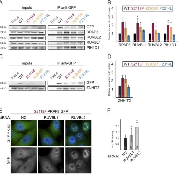 Figure 9.  The R2TP complex binds more strongly to RP PRPF8 assembly-deficient mutants and is required for their cytoplasmic retention
