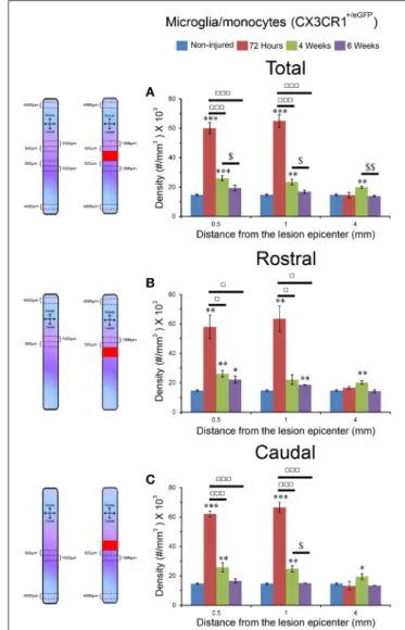 FIGURE 2 | Two-photon imaging of the spinal cord before and after clearing.