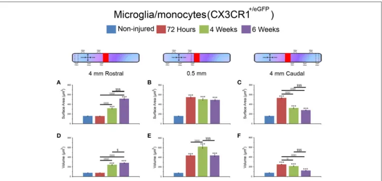 FIGURE 5 | Morphological alterations of microglia/monocytes after SCI. Schematic drawing of longitudinal spinal cord after transection illustrating the lesion site (red rectangle) and the different zones (dashed lines) where microglia/monocytes morphologie