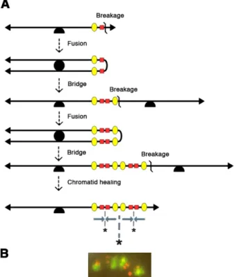 Figure 2. Chromatid Breakage-Fusion-Bridge cycles account for the symmetrical structures observed  at early stages of gene amplification in mammalian cells