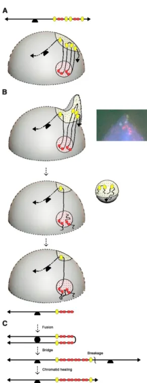 Figure 3. The interphase breakage model, integrating micronucleation, multiple DNA breaks and  BFB cycles, can explain the rapid evolution of amplified chromosomes
