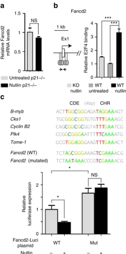 Figure 2 | p53 activation promotes the binding of transcriptional repressor E2F4 at the Fancd2 gene