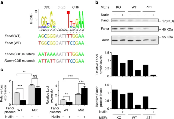 Figure 4 | CDE/CHR motifs are important for the p53-dependent repression of Fanci and Fancr