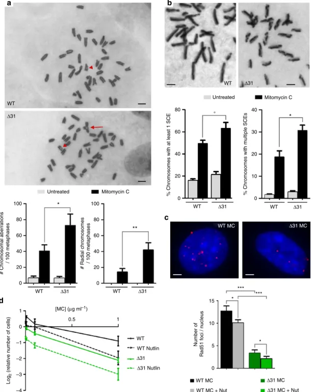 Figure 5 | A decreased capacity to repair mitomycin C-induced DNA lesions in cells with increased p53 activity