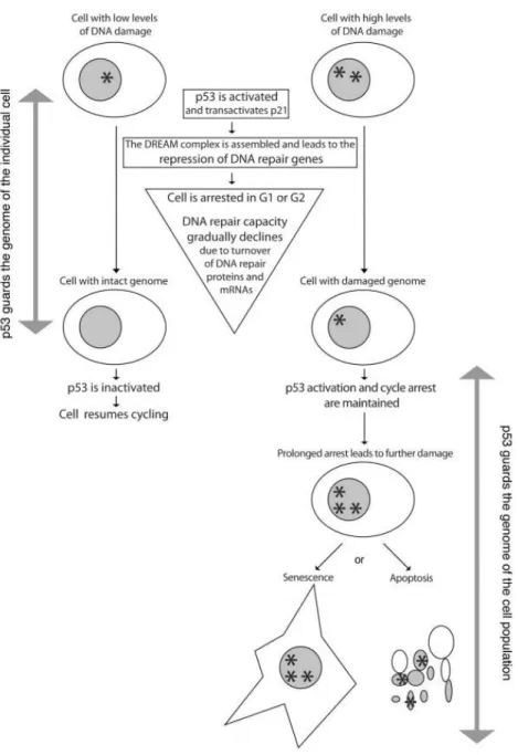 Figure  1.  The  “guardian  of  the  genome”  model  revisited.  This  is  a  simplified  model  designed  to  directly discuss the “guardian of the genome” model initially proposed by David Lane [30]