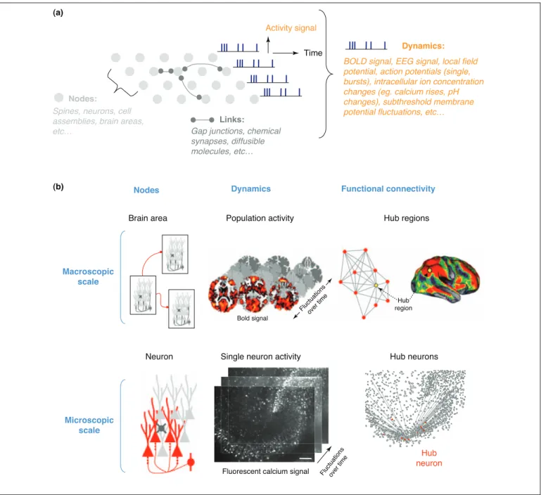 Figure 2. Complex network theory applied to the analysis of networks of neurons. (a) Schematic representation of a neuronal network where nodes can represent different neuronal entities (e.g