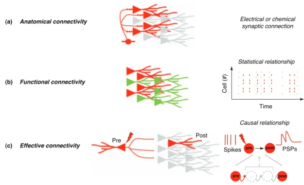 Figure I. Schematic illustration of the three main categories of connectivity described in neuronal networks: (a) anatomical, (b) functional and (c) effective.