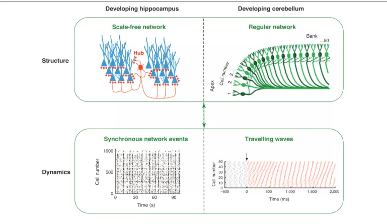 Figure 3. The relationships between structure and dynamics in neuronal networks. The developing hippocampus (left panels) displays synchronous network events (called giant depolarizing potentials) and has a scale-free functional structure [2]