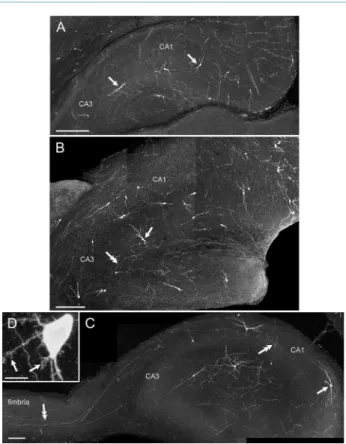 Figure 1. Morphological features of EBGNs in developing hippo- hippo-campus. Sparse fate-mapped neurons are visible in the  develop-ing hippocampus in a Dlx1/2 CreERTM /RCE:LoxP mouse tamoxifen treated at E7.5