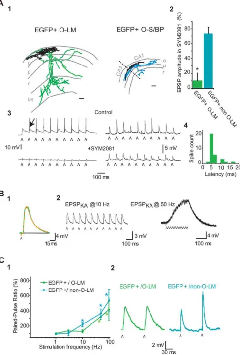 Figure 7. Frequency- and cell-type-dependent plasticity of the evoked EPSP in EGFP ⫹ neurons
