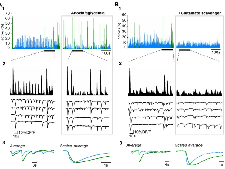 Figure 7. Differential modulation of cENOs and cGDPs, simultaneously recorded in a neocortical slice.A1, Histograms indicating the fraction of imaged cells detected as being active for each movie frame as a function of time in a P5 somatosensory horizontal