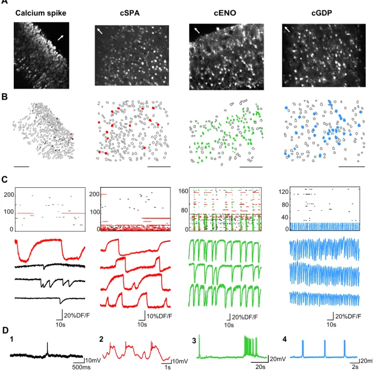 Figure 1. Multibeam two-photon imaging of the four maturation steps of spontaneous neuronal activity in somatosensory cortical slices from embryonic stages to first postnatal days