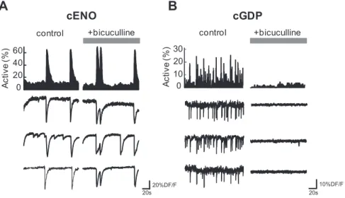 Figure 4. GABAergic transmission is not involved in the generation of cENOs but is crucial for cGDPs