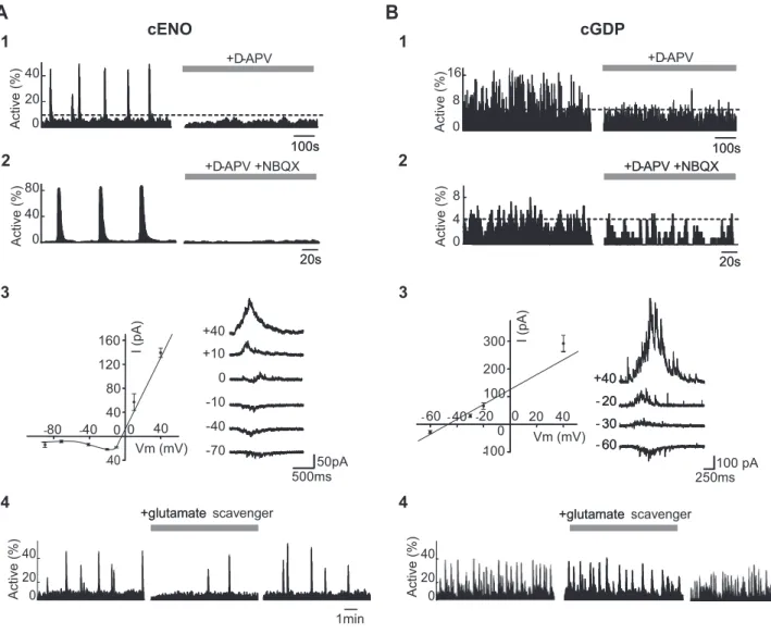 Figure 5. Differential role of glutamate in the generation of cortical ENOs and GDPs. A1, Histograms indicating the fraction of imaged cells detected as being active for each movie frame as a function of time in a P0 somatosensory horizontal slice