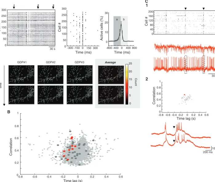 Fig. 4. Hub neurons are activated at the onset of spontaneous network synchronizations
