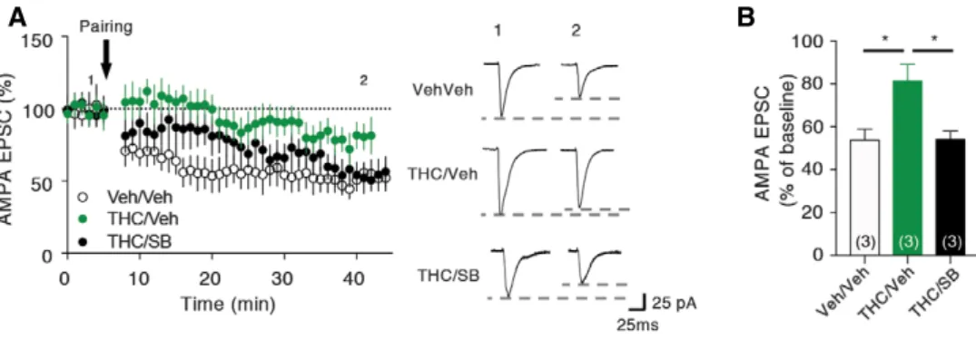Figure 6. THC-induced impairment of LTD at PFC layer I/V synapses is prevented by the administration of SB258585 during adolescence.
