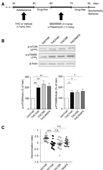 Figure 3. THC-induced long-lasting mTOR activation and cognitive deficits are not inhibited by the administration of SB 258585 or rapamycin in adulthood.