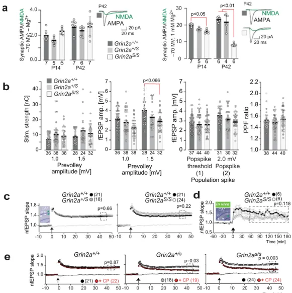 Fig. 2 Hippocampal synaptic transmission and plasticity in Grin2a S/S and Grin2a +/S mice with the GluN2A(N615S) mutation