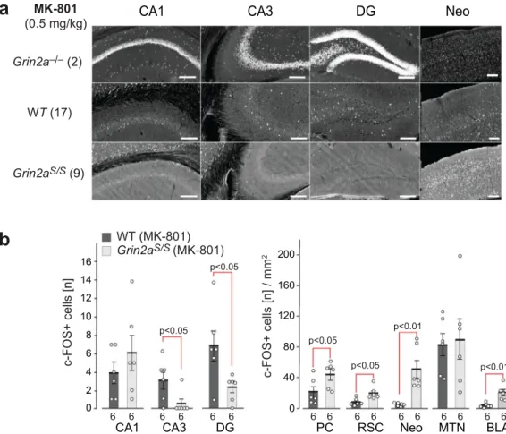 Fig. 5 MK-801-induced c-Fos expression is reduced in DG granular and CA3 pyramidal cells of Grin2a S/S mice