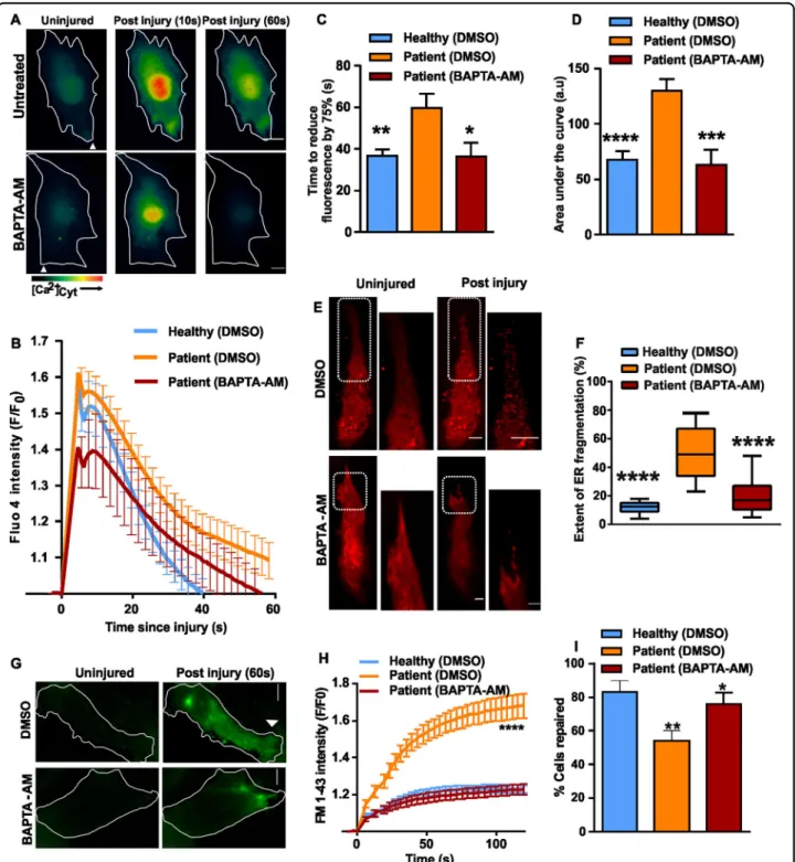 Fig. 6 Preventing cytosolic calcium overload ameliorates PMR defect in ANO5 de ﬁ cient cells