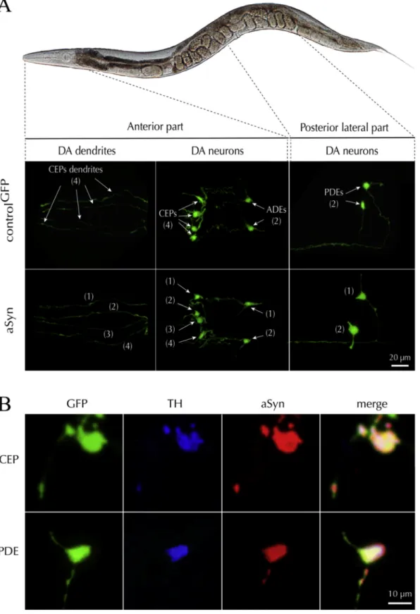 Fig. 5. Targeted expression of aSyn in C. elegans DA neurons. A. Illustration describing a  C
