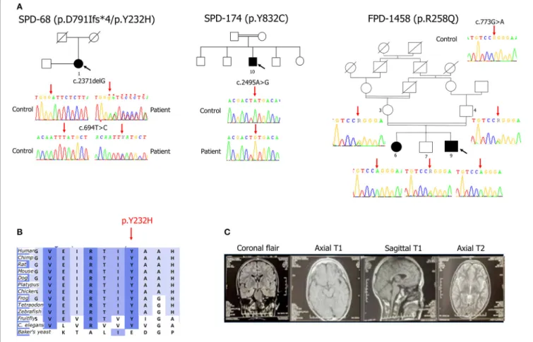 FIGURE 1 | (A) Pedigrees of the family and the two isolated cases with early-onset Parkinson’s disease carrying SYNJ1 mutations