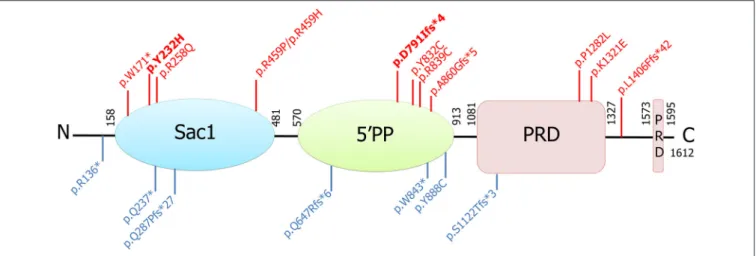 FIGURE 2 | Schematic representation of the longer isoform of the synaptojanin 1 protein, its functional domains, and all associated mutations identified to date