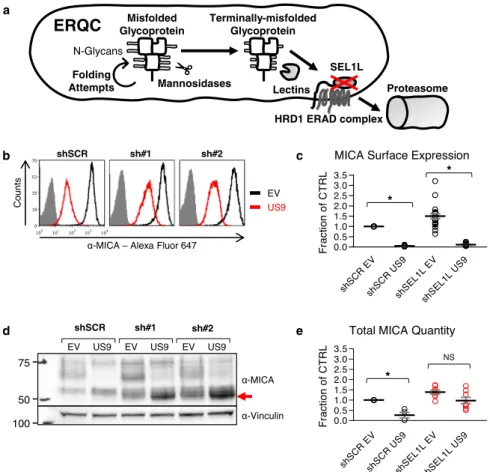 Fig. 7 SEL1L is required for US9-mediated MICA*008 degradation. a Schematic representation of the effect of SEL1L knockdown (red X) on the ER quality control (ERQC) pathway