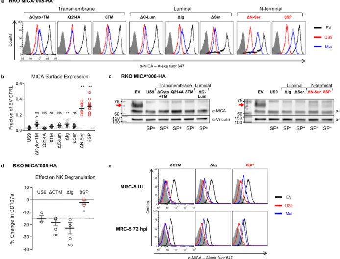 Fig. 3 US9 N-terminus is required for effective MICA*008 downregulation and immune evasion