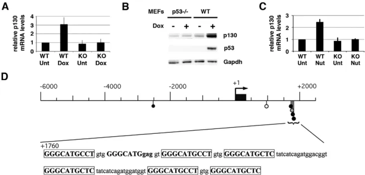 Figure 1. Murine Rbl2/ p130 is a p53 target gene. (A) WT and p53 2/2 MEFs were left untreated (Unt) or treated with doxorubicin (Dox) before RNA extraction and real-time PCR quantification, in 8 independent experiments