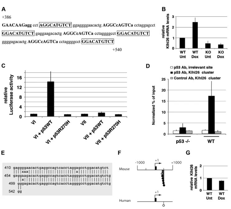 Figure 3. p53 transactivates murine Klhl26 via a cluster of p53 half-sites. (A) Sequence of the cluster of p53 half-sites in Klhl26 intron 1, represented as in Figure 1D