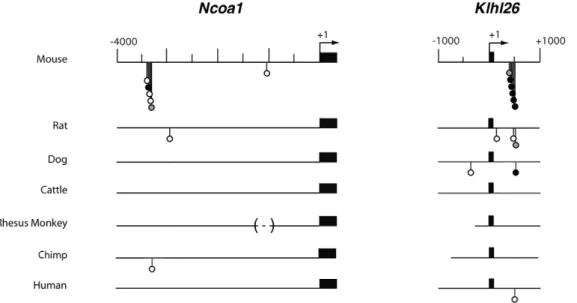 Figure 6. Comparative Consite analyses of Ncoa1 and Klhl26 sequences from 7 mammalian species