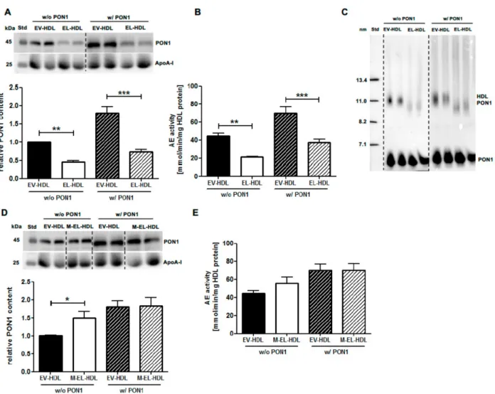 Figure 1. Endothelial lipase (EL) decreases high-density lipoprotein (HDL) paraoxonase 1 (PON1) content and arylesterase (AE) activity