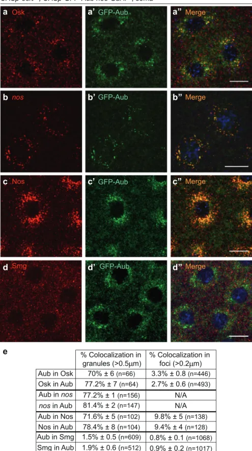 Fig. 2 Ectopic expression of Osk nucleates RNA granules related to germ granules in the soma