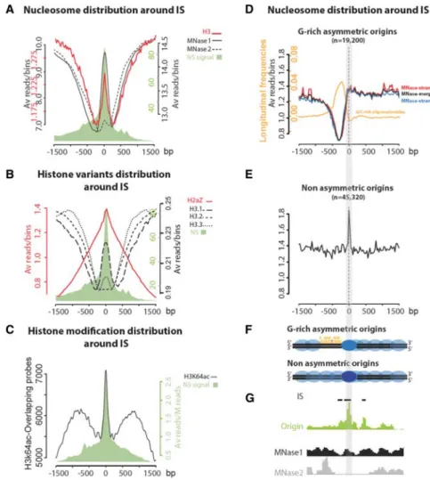 Figure 6. A labile nucleosome is present at the replication initiation site. (A) Nucleosome occupancy at origins
