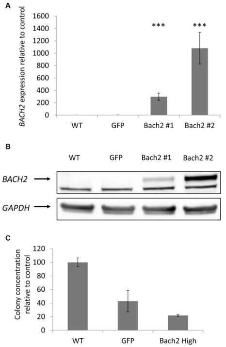 Figure  5:  Clonogenic  activity  was  significantly  reduced  in  a  BACH2  high  engineered  cell  line