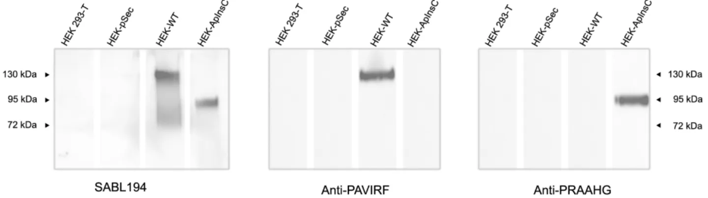 Figure  2:  Transfected  HEK293-T  cell  supernatants  reactivity  with  SAB  L194,  anti-PAVIRF  and  anti-PRAAHG  antibodies
