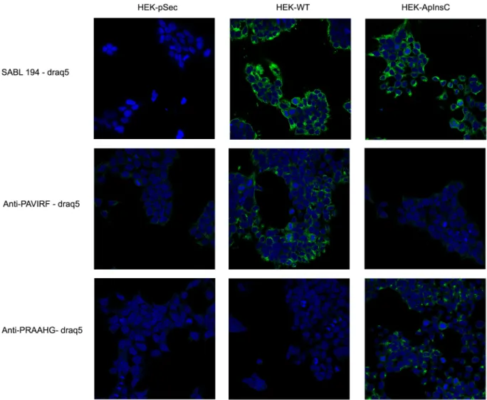Figure 3: Transfected HEK293-T cells reactivity with SAB L194, anti-PAVIRF and anti-PRAAHG antibodies