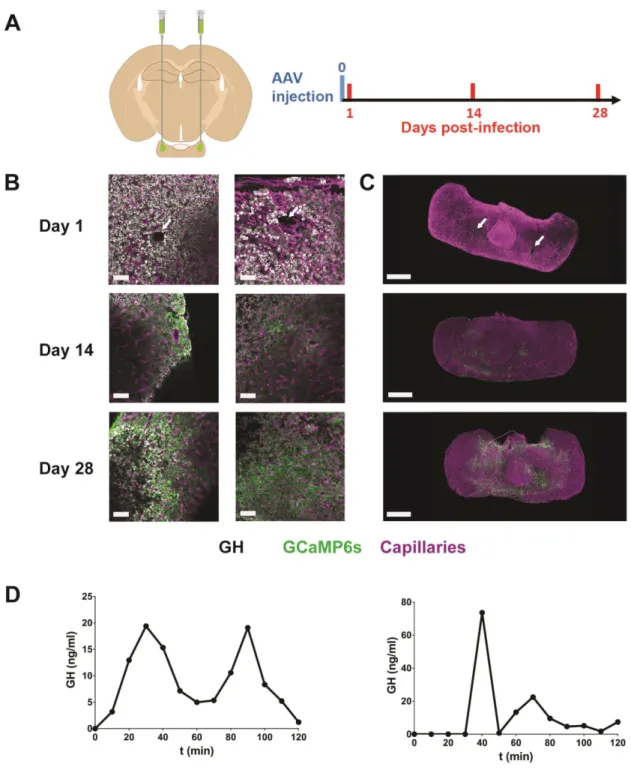 Figure 2. AAV injection into the pituitary. (A) Following bi-lateral AAV injection in anesthetized mice, 514 