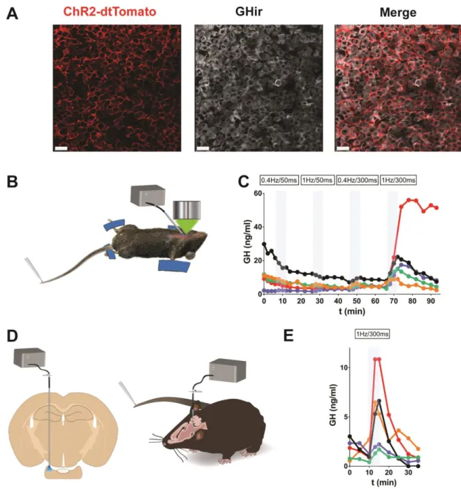 Figure 5. Optogenetic stimulation of GH pulses in vivo. (A) Co-labelling of dtTomato and GH in the 546 