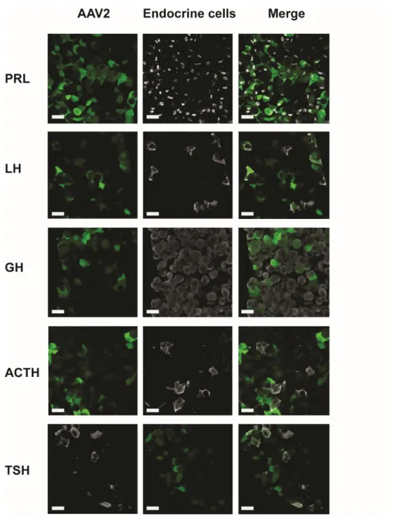 Figure supplement 3. Representative examples of co-labelling of endocrine pituitary cells infected by 585 