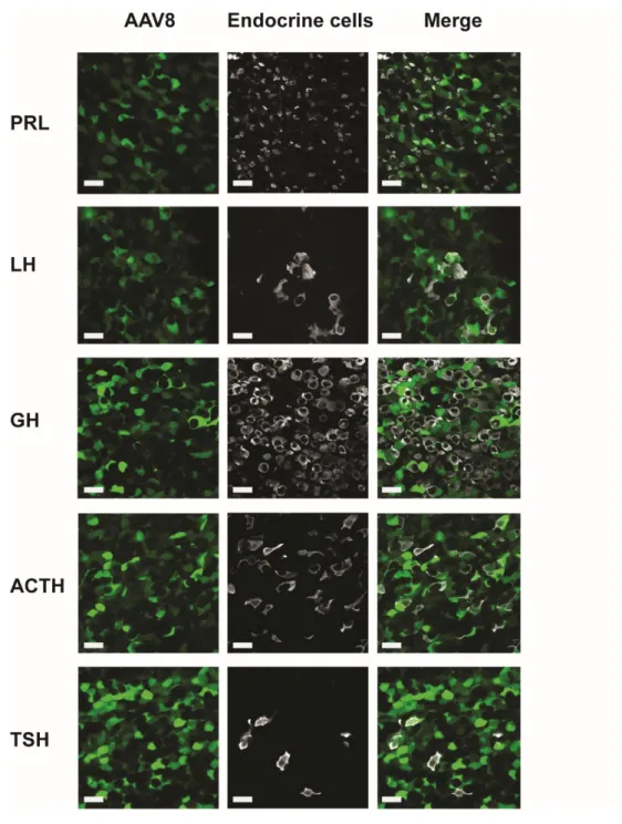 Figure supplement 4. Representative examples of co-labelling of endocrine pituitary cells infected by 590 
