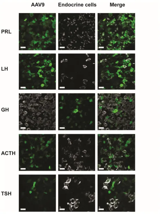 Figure supplement 5. Representative examples of co-labelling of endocrine pituitary cells infected by 595 